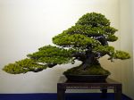 五葉松盆栽-japanese-white-pine-bonsai-tree-012.JPG