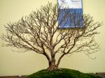 ヒメシャラ盆栽-himeshara-stewartia-bonsai-tree-001.JPG