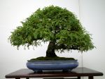 イソザンショウ盆栽-Osteomeles-subrotunda-bonsai-tree-001.JPG