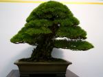 黒松盆栽-japanese-black-pine-bonsai-tree-019.JPG