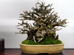 長寿梅盆栽-Japanese-quince-bonsai-tree-005.JPG