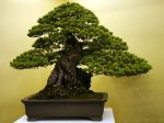 五葉松盆栽-japanese-white-pine-bonsai-tree-037.JPG