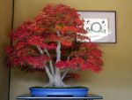 モミジ盆栽-japanese-maple-bonsai-tree-004.JPG