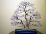 モミジ盆栽-japanese-maple-bonsai-tree-013.JPG