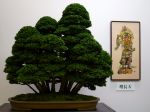 ヒノキ盆栽-Japanese-cypress-bonsai-tree-004.JPG