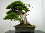 杜松盆栽-needle-juniper-bonsai-tree-003.JPG