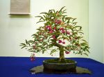 マユミ盆栽-Spindle-tree-bonsai-tree-007.JPG