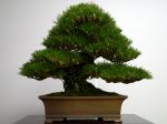 黒松盆栽-japanese-black-pine-bonsai-tree-015.JPG