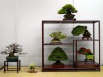 棚飾り盆栽-Tanakazari-bonsai-trees-021.JPG