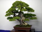 五葉松盆栽-japanese-white-pine-bonsai-tree-001.JPG