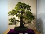 ヒノキ盆栽-Japanese-cypress-bonsai-tree-009.JPG