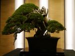 真柏盆栽-chinese-juniper-bonsai-tree-037.JPG