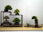 棚飾り盆栽-Tanakazari-bonsai-trees-019.JPG
