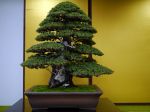 杜松盆栽-needle-juniper-bonsai-tree-002.JPG