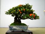 ピラカンサ盆栽-Pyracantha-bonsai-tree-003.JPG