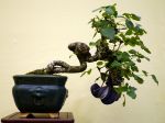 アケビ盆栽-chocolate-vine-akebi-bonsai-tree-001.JPG