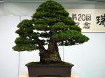 五葉松盆栽-japanese-white-pine-bonsai-tree-029.JPG