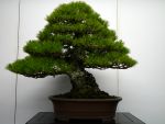 黒松盆栽-japanese-black-pine-bonsai-tree-013.JPG