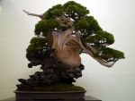 真柏盆栽-chinese-juniper-bonsai-tree-013.JPG