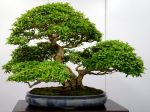 いぼた盆栽-privet-bonsai-tree-001.JPG