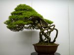 赤松盆栽-japanese-red-pine-bonsai-tree-006.JPG