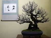 梅盆栽-Japanese-apricot-bonsai-tree-006.JPG