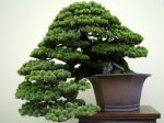 五葉松盆栽-japanese-white-pine-bonsai-tree-009.JPG