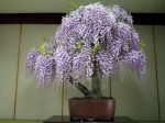 藤盆栽-japanese-wisteria-bonsai-tree-001.JPG