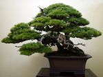 五葉松盆栽-japanese-white-pine-bonsai-tree-011.JPG