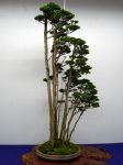 ヒノキ盆栽-Japanese-cypress-bonsai-tree-006.JPG