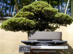 五葉松盆栽-japanese-white-pine-bonsai-tree-006.JPG