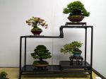 棚飾り盆栽-Tanakazari-bonsai-trees-014.JPG