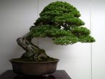 五葉松盆栽-japanese-white-pine-bonsai-tree-025.JPG